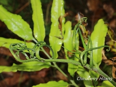 Coniogramme fraxinea