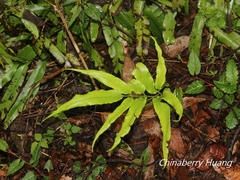 Coniogramme fraxinea