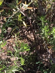 Sceloporus occidentalis