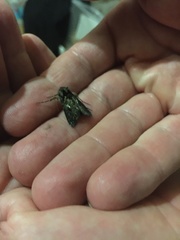 Ctenoplusia limbirena