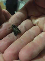 Ctenoplusia limbirena