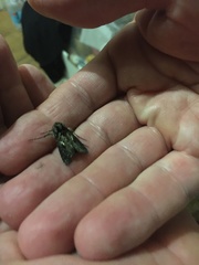 Ctenoplusia limbirena