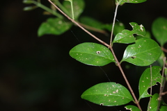 Gossia fragrantissima