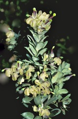 Grevillea jephcottii
