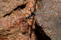 Iridomyrmex rubriceps