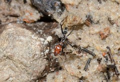 Iridomyrmex rubriceps