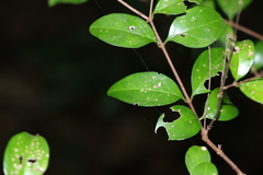 Gossia fragrantissima