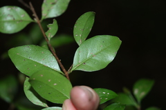 Gossia fragrantissima