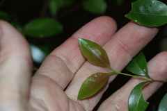 Gossia fragrantissima