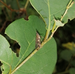 Avephora maculata