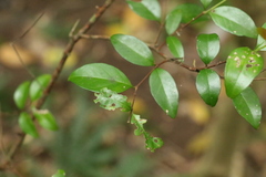 Gossia fragrantissima