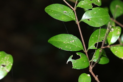 Gossia fragrantissima