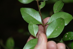 Gossia fragrantissima