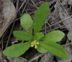 Goodenia pilosa