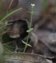 Mitrasacme prolifera