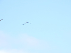 Coracina novaehollandiae