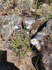 Chrysocephalum baxteri