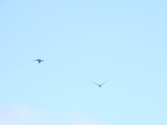 Coracina novaehollandiae