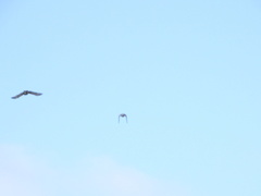 Coracina novaehollandiae