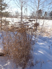Achillea asiatica