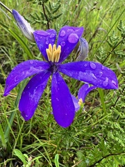 Cheiranthera borealis