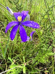 Cheiranthera borealis