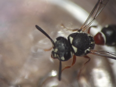 Paraleptomenes miniatus