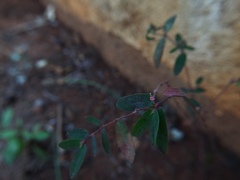 Euphorbia