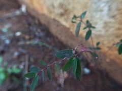 Euphorbia