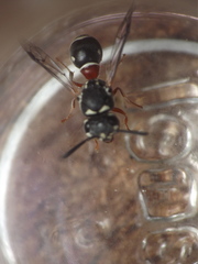 Paraleptomenes miniatus