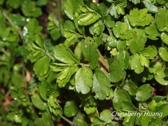 Elatostema obtusum trilobulatum