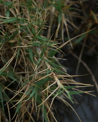 Zoysia matrella