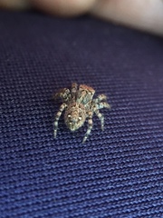 Plexippus paykulli