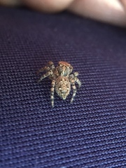Plexippus paykulli