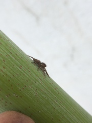 Plexippus paykulli