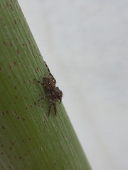 Plexippus paykulli