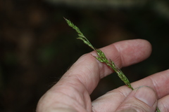 Carex brunnea