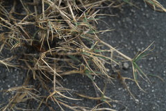 Zoysia matrella