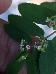 Euphorbia hypericifolia