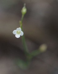 Mitrasacme prolifera