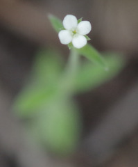 Mitrasacme prolifera