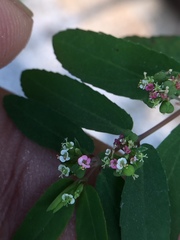 Euphorbia hypericifolia