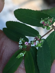 Euphorbia hypericifolia