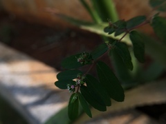 Euphorbia hypericifolia