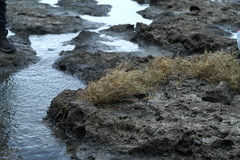 Zoysia matrella