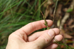 Carex brunnea