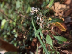 Angiospermae