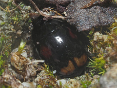 Sphaeridium scarabaeoides