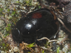 Sphaeridium scarabaeoides