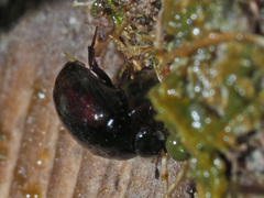 Sphaeridium scarabaeoides